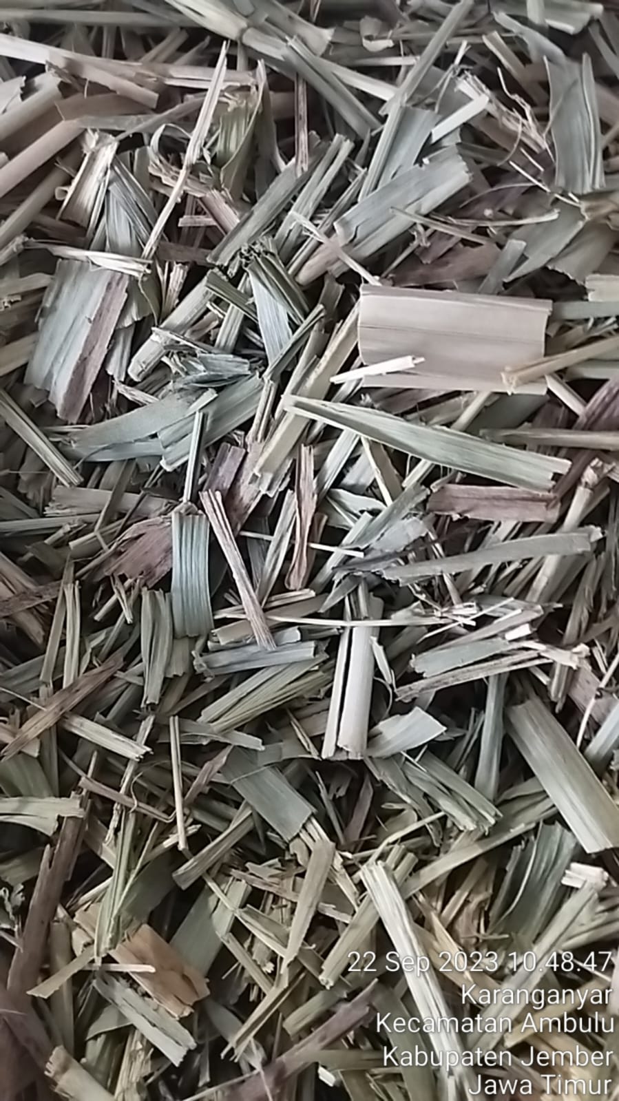 Silage Sugar Cane Top